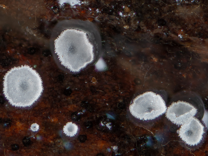 Hamatocanthoscypha ocellata